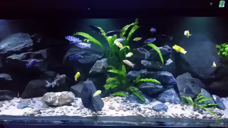 Aquarium Mbuna/Nonmbuna Echtstein Becken von Uncas (9)