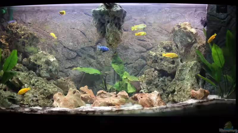 Aquarium Mbuna Paradies (Malawi) von noah99 (2)