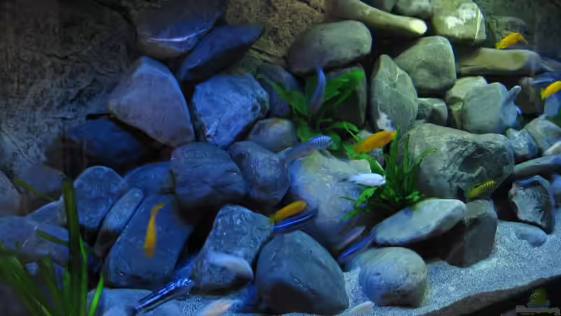 Aquarium Mbuna Power von Tomson (2)