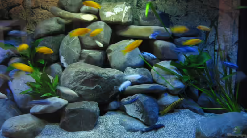 Aquarium Mbuna Power von Tomson (3)