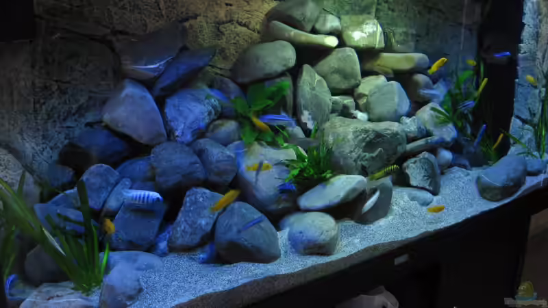 Aquarium Mbuna Power von Tomson (4)