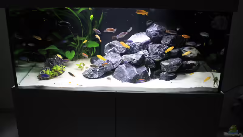 Aquarium Mbuna reef von Mbuna_Memo (2)