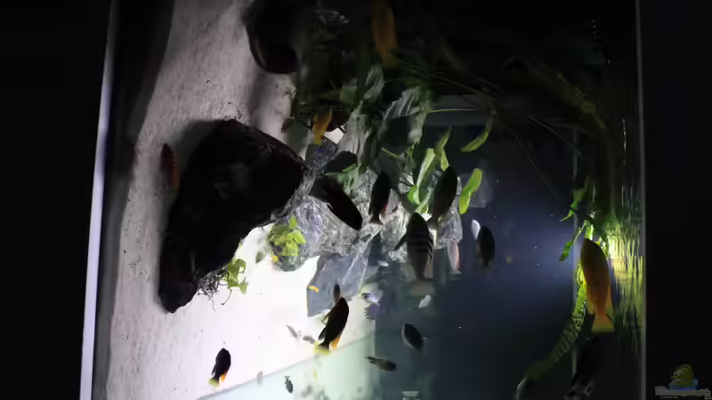 Aquarium Mbuna reef von Mbuna_Memo (3)