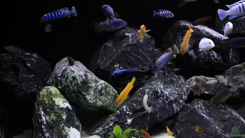 Aquarium Mbuna reef von Mbuna_Memo (6)