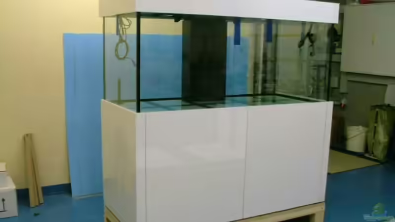 Aquarium Mbuna reef von Mbuna_Memo (7)