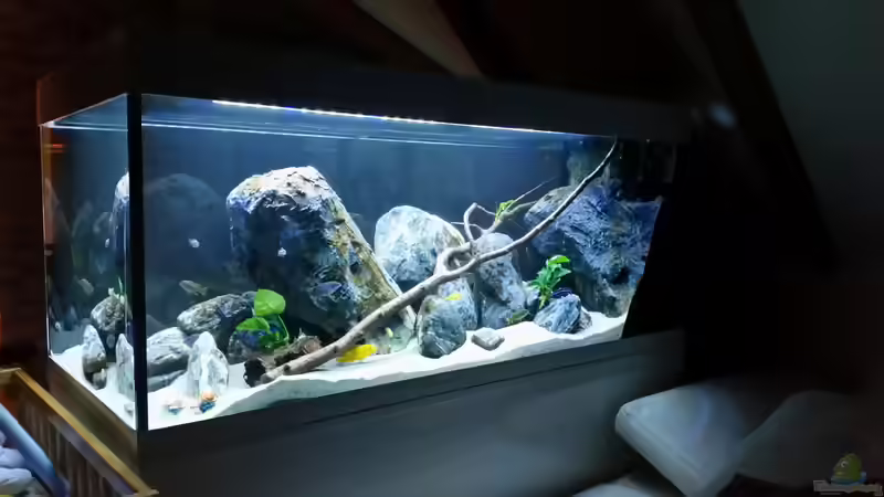 Aquarium Mbuna Resort von Volker Nause (2)