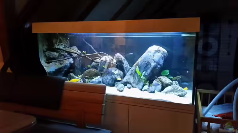 Aquarium Mbuna Resort von Volker Nause (3)