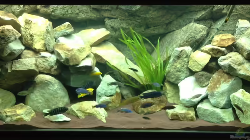 Aquarium Mbuna Rocks von Green Zebra (2)
