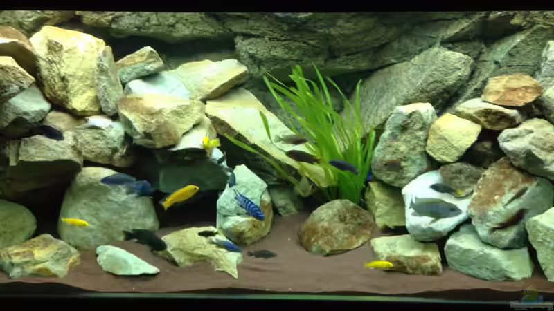 Aquarium Mbuna Rocks von Green Zebra (3)