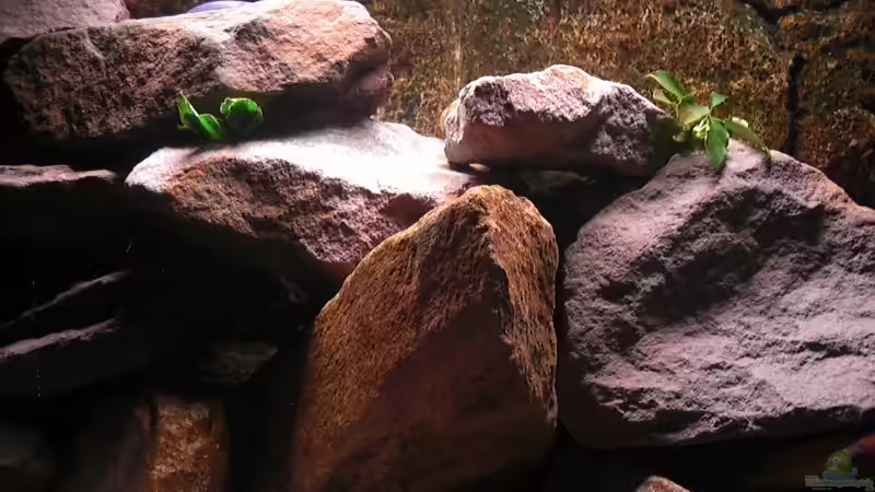 Aquarium Mbuna Rocks von Kai Pragal (6)