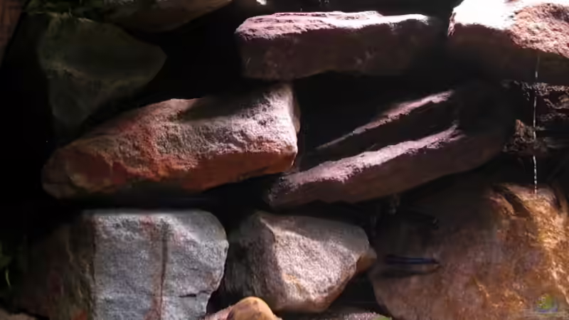 Aquarium Mbuna Rocks von Kai Pragal (7)