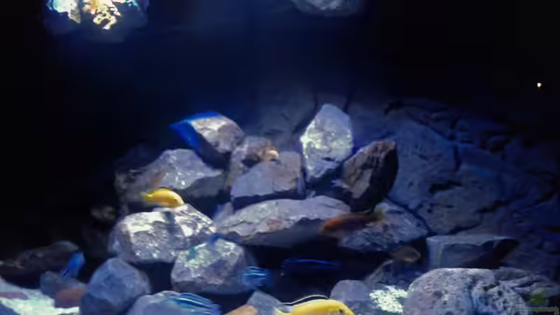 Aquarium Mbuna Tempel von Rinsu (2)