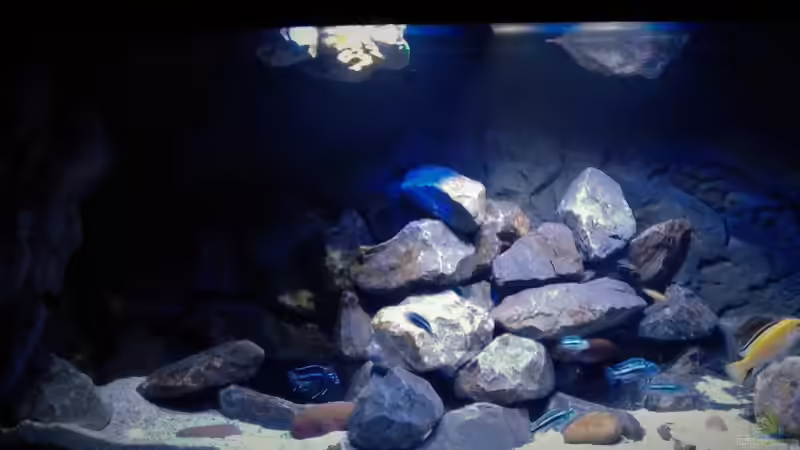 Aquarium Mbuna Tempel von Rinsu (4)