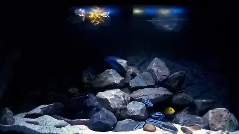 Aquarium Mbuna Tempel von Rinsu (5)