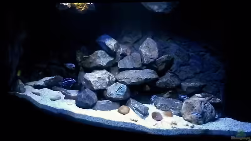 Aquarium Mbuna Tempel von Rinsu (6)