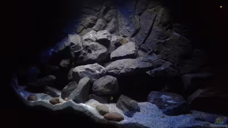 Aquarium Mbuna Tempel von Rinsu (7)