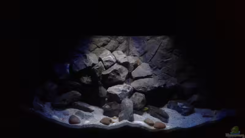 Aquarium Mbuna Tempel von Rinsu (9)