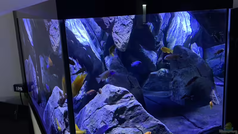Aquarium Mbuna von Dsquared (2)