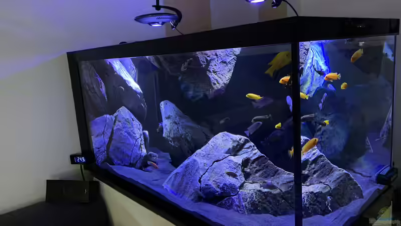 Aquarium Mbuna von Dsquared (3)