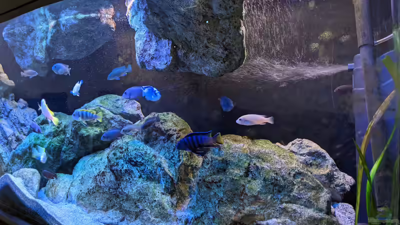 Aquarium Mbuna von Thomas Thesing (3)