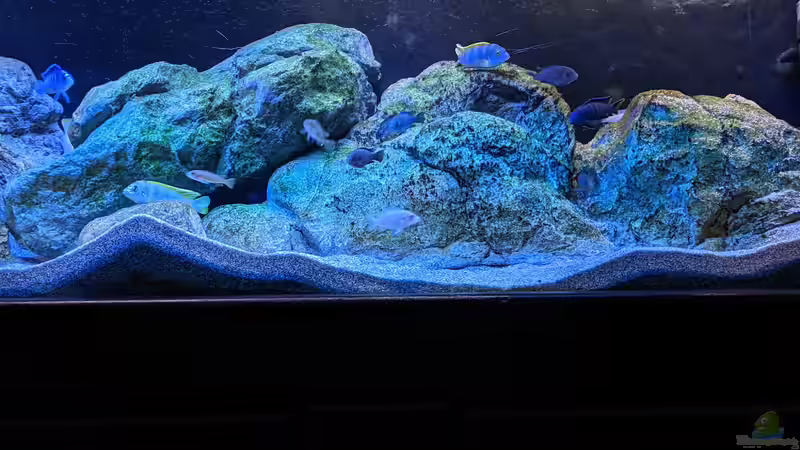 Aquarium Mbuna von Thomas Thesing (4)