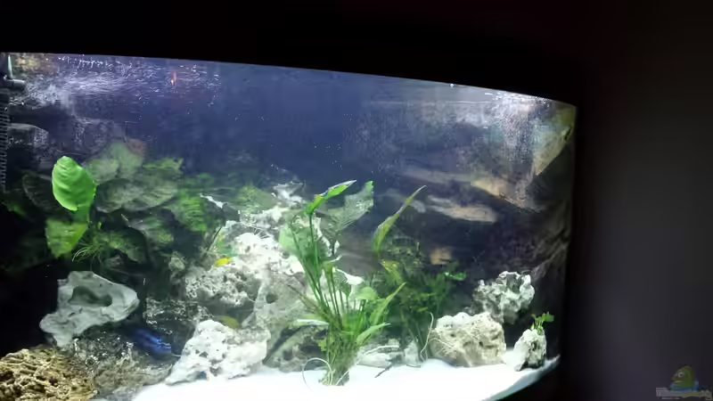 Aquarium Mbuna350 Trigon von MF80 (3)
