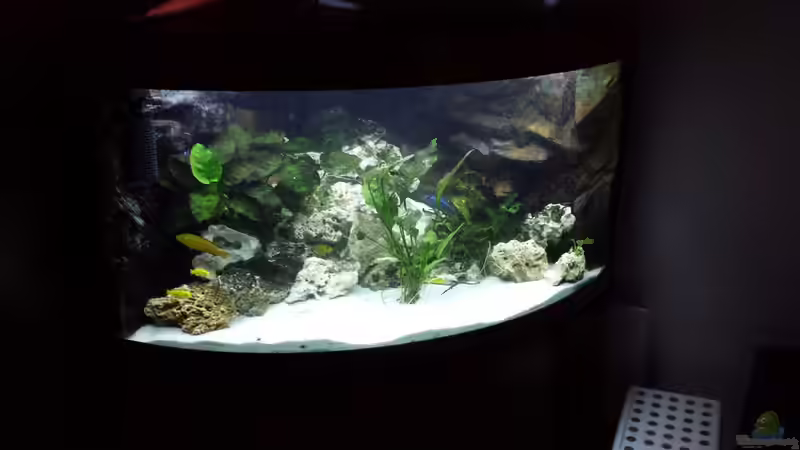 Aquarium Mbuna350 Trigon von MF80 (4)