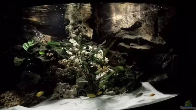 Aquarium Mbuna350 Trigon von MF80 (8)