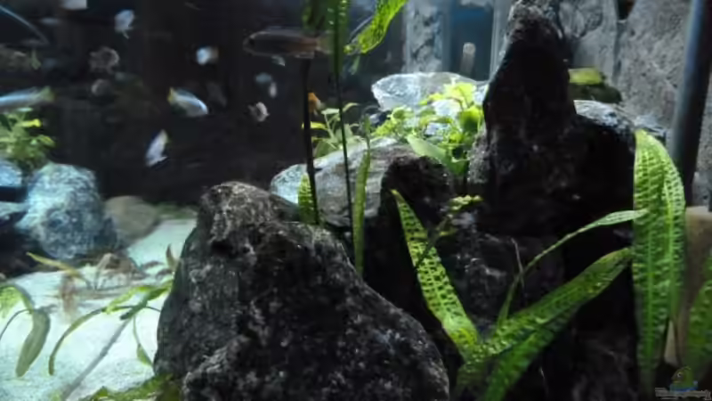 Aquarium Mbunas Felsen von Carsten Peters (4)