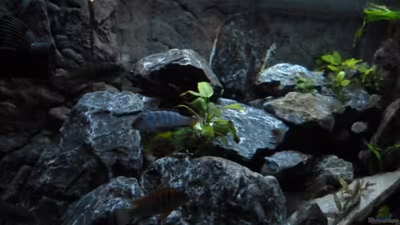 Aquarium Mbunas Felsen von Carsten Peters (5)
