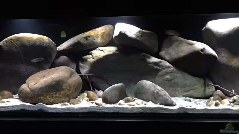 Aquarium Mbunas hole von Gary.S.P (2)