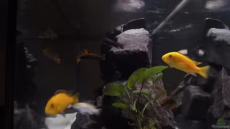 Aquarium Mbunas rocks `n caves von Sebastian K. (3)