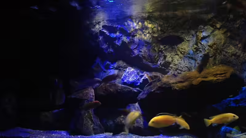 Aquarium Mbunas World von Chimme (14)