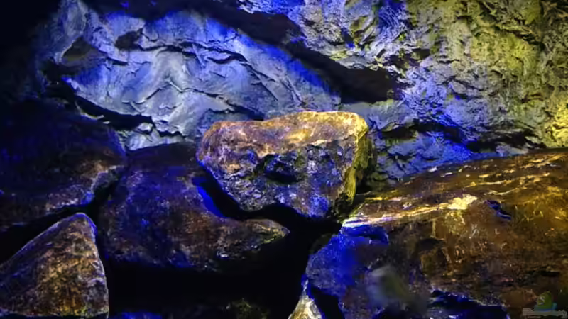 Aquarium Mbunas World von Chimme (4)