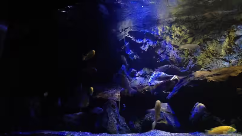 Aquarium Mbunas World von Chimme (9)