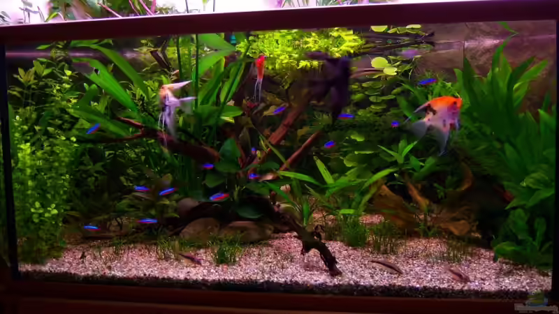 Aquarium Mco`s Aquarium von Mco77 (2)