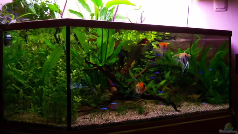 Aquarium Mco`s Aquarium von Mco77 (5)