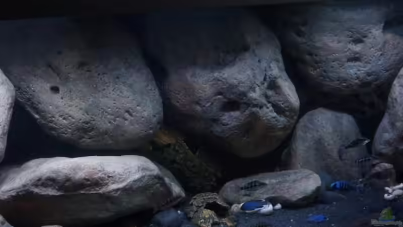 Aquarium Mdima mchenga von TheToxicAvenger (13)