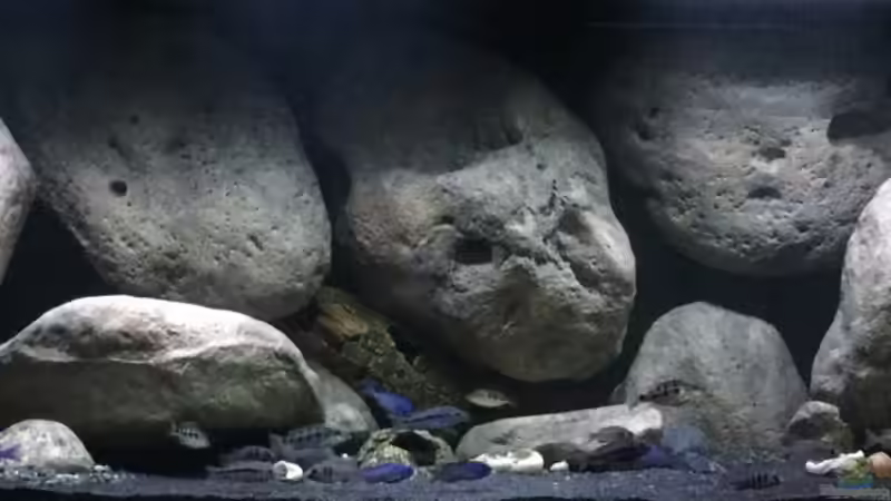 Aquarium Mdima mchenga von TheToxicAvenger (4)