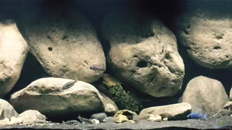 Aquarium Mdima mchenga von TheToxicAvenger (5)