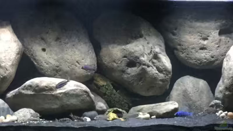 Aquarium Mdima mchenga von TheToxicAvenger (6)