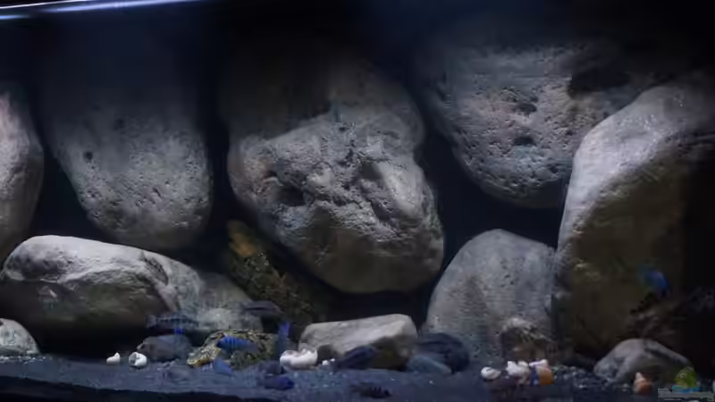 Aquarium Mdima mchenga von TheToxicAvenger (7)