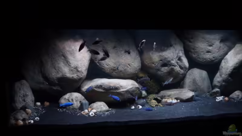 Aquarium Mdima mchenga von TheToxicAvenger (9)