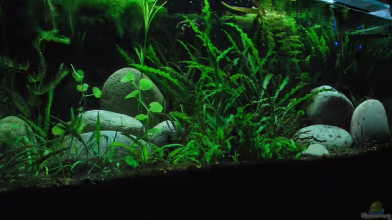 Aquarium Me equivocaria otra vez II von lomarraco (3)