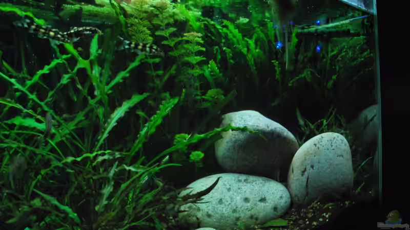 Aquarium Me equivocaria otra vez II von lomarraco (4)