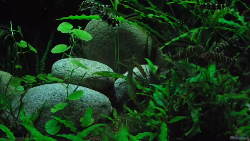 Aquarium Me equivocaria otra vez II von lomarraco (5)