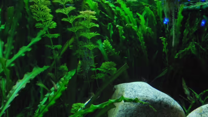 Aquarium Me equivocaria otra vez II von lomarraco (6)