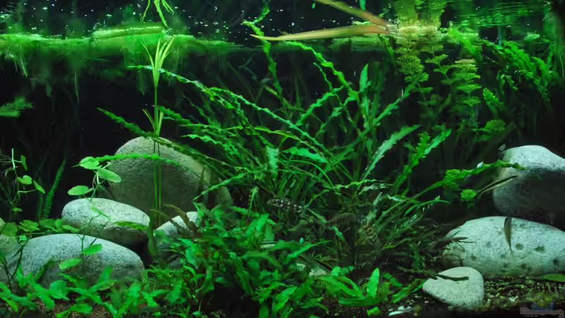 Aquarium Me equivocaria otra vez II von lomarraco (7)