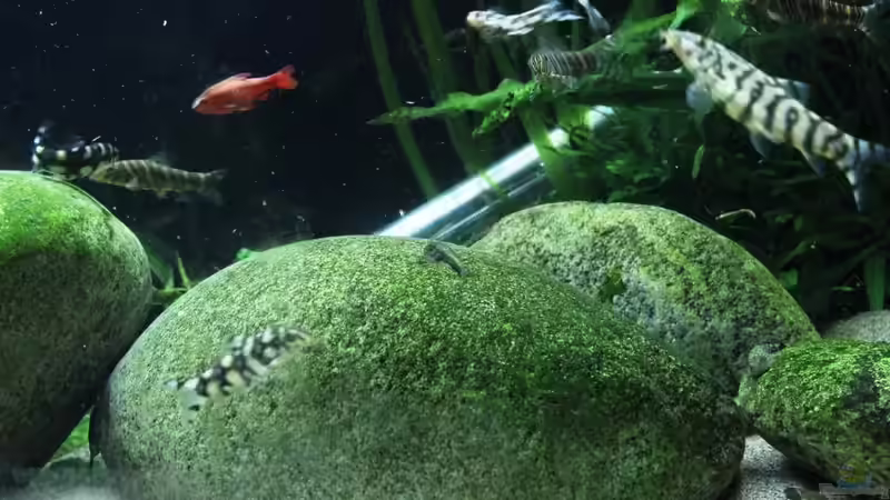 Aquarium Me equivocaria otra vez II von lomarraco (9)