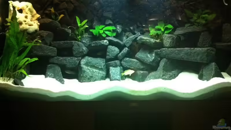 Aquarium Meckel´s Malawi Tank von Meckel (3)